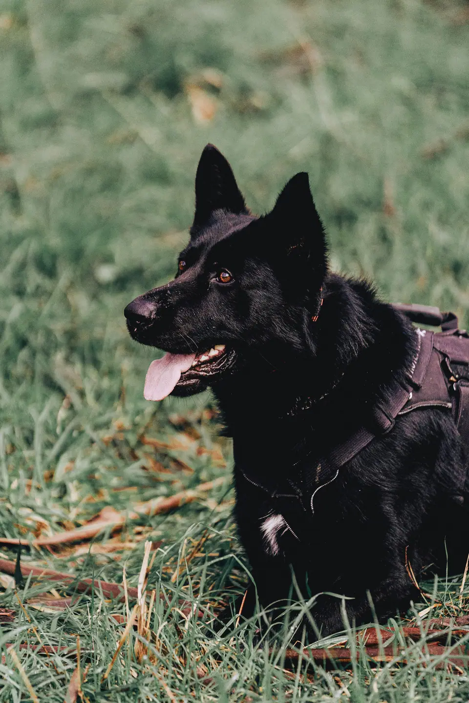 German Shepherd protection dog trained by TYR Protection Dogs