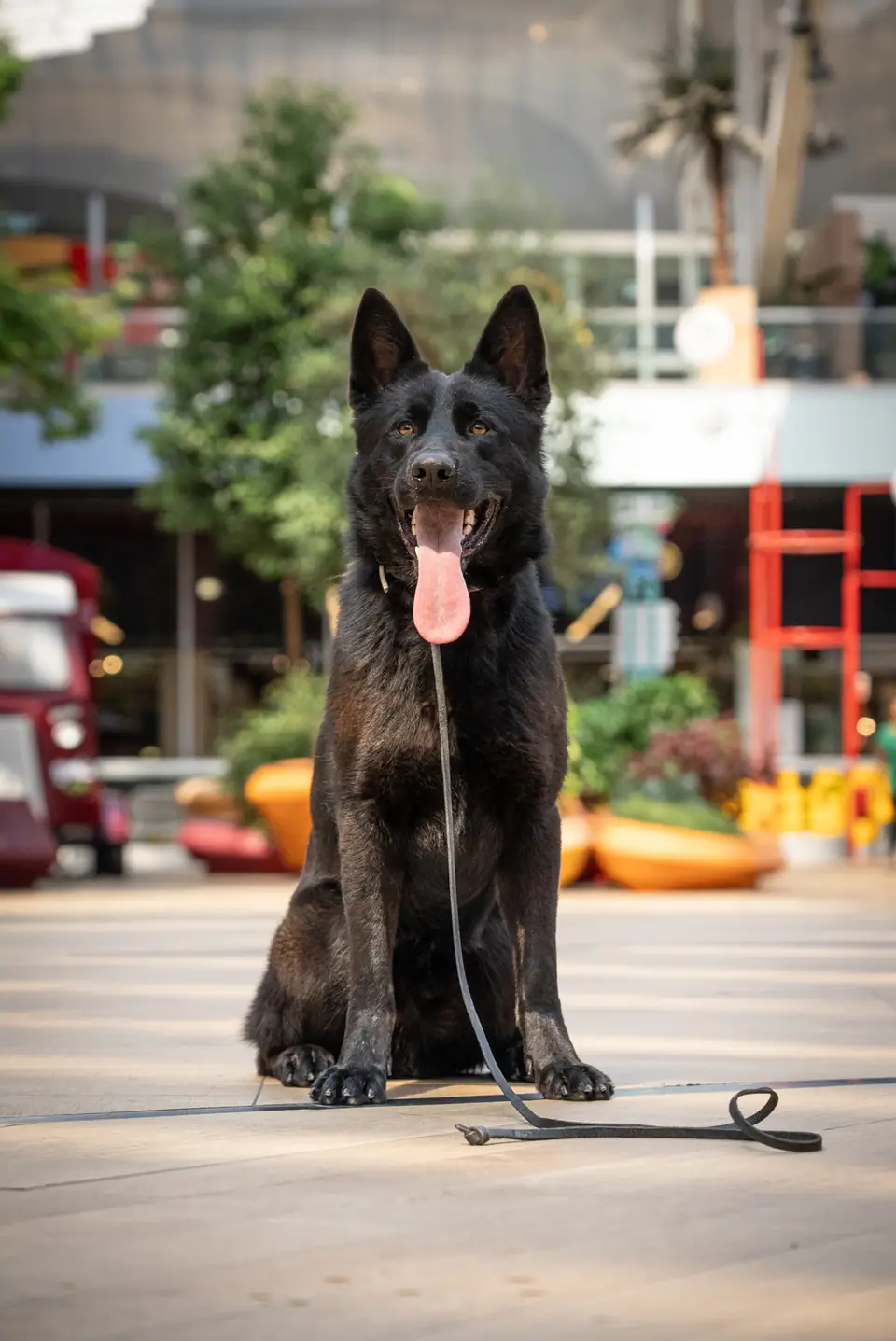 Bane, German Shepherd personal protection dog for sale