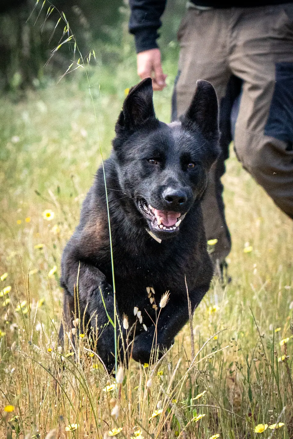 Black German Shepherd protection dog in tall grass