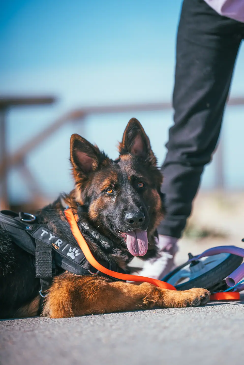 GSD Protection Dog Trained