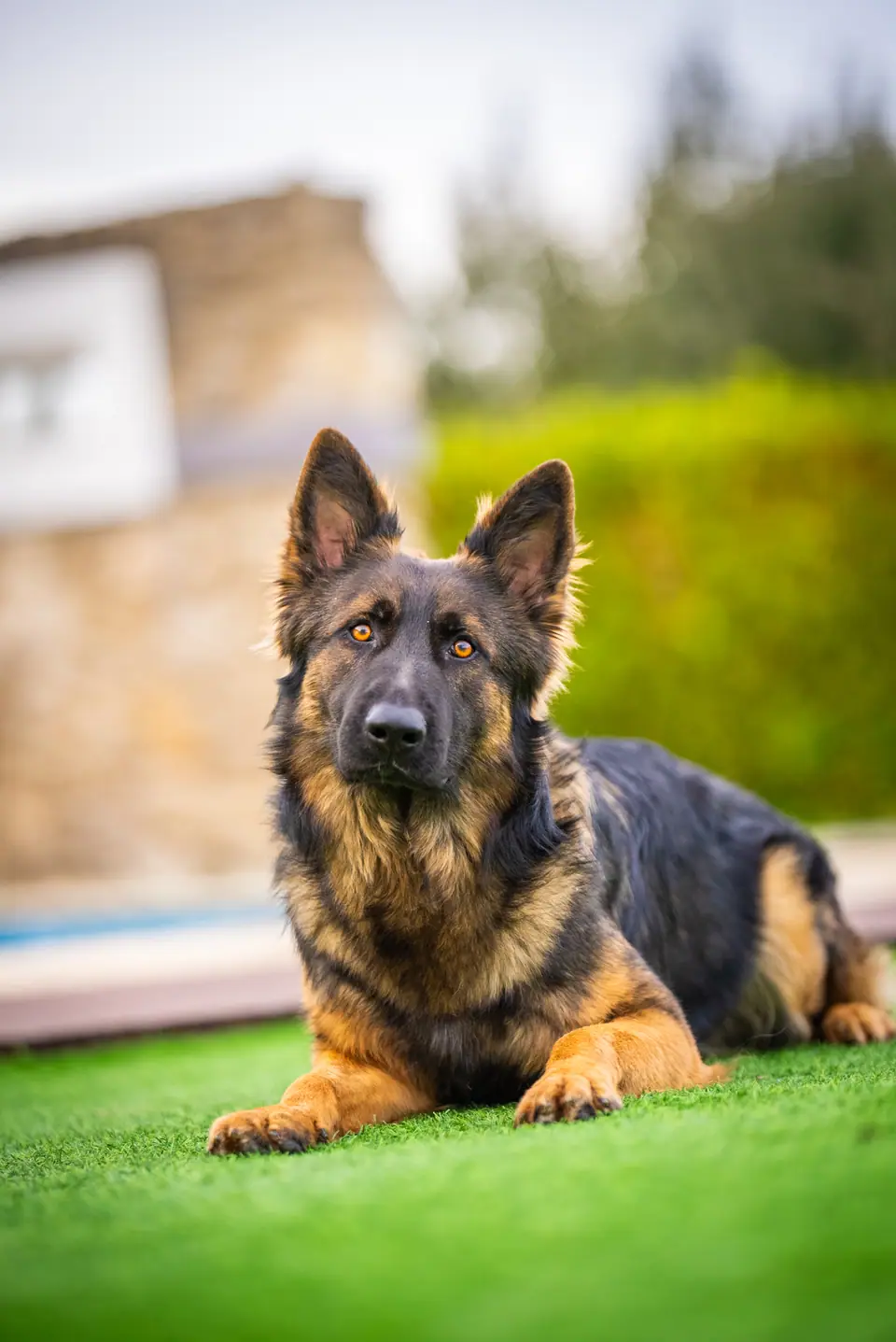 Banshee, trained German Shepherd protection dog for sale