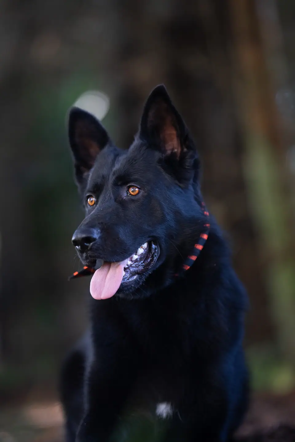 Atilla, black German Shepherd protection dog