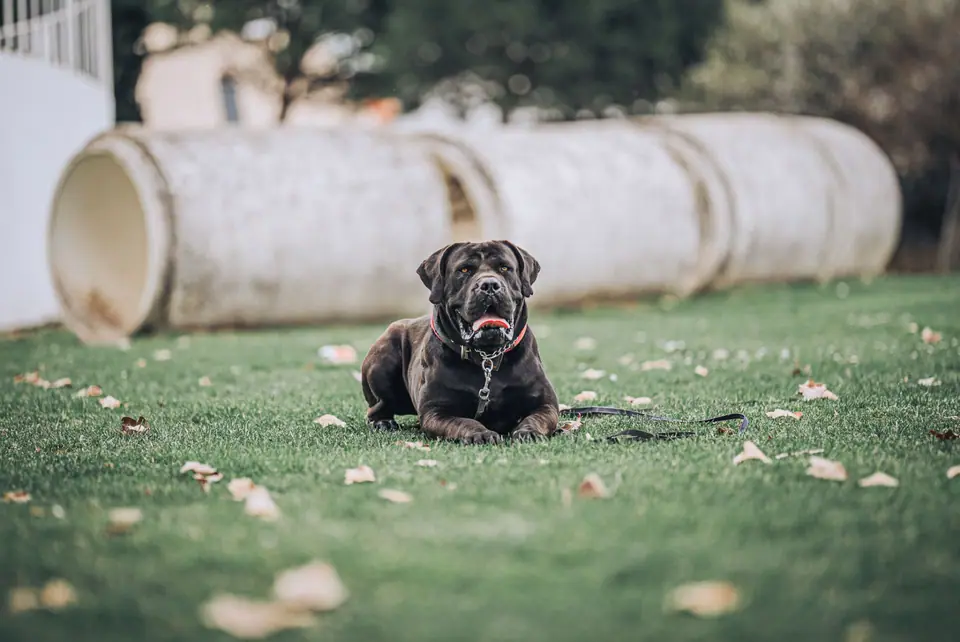 How Elite Entrepreneurs Secure Homes with Protection Dogs