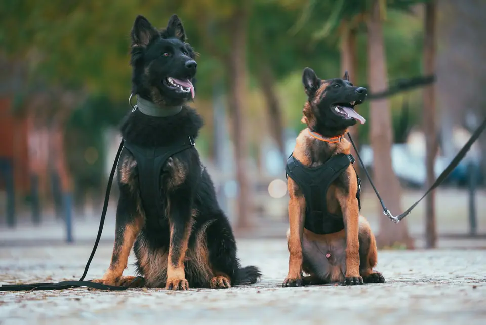 German Shepherd and Malinois protection dogs at TYR Protection Dogs
