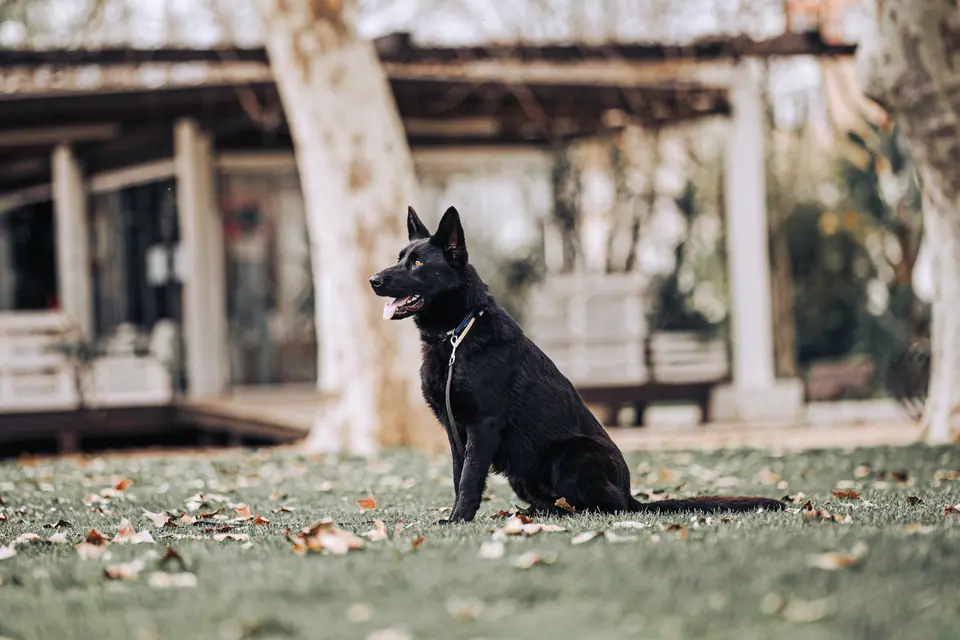 Black German Shepherd protection dog sitting calmly