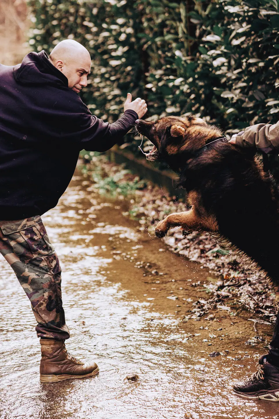 Rui Navarro working a German Shepherd protection dog