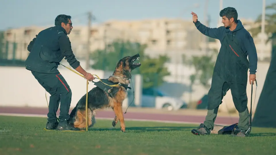 German Shepherd protection dog in training with Rui Navarro