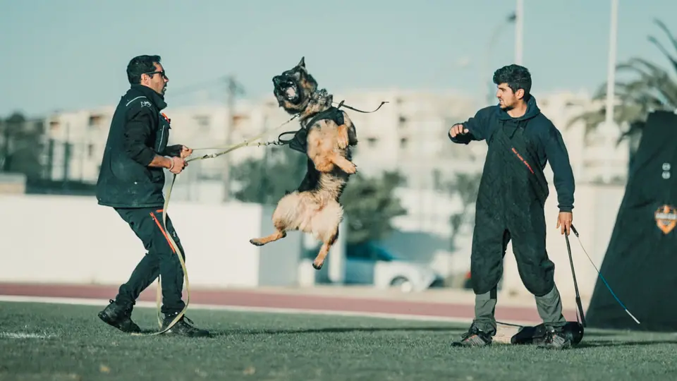 German Shepherd protection dog in training