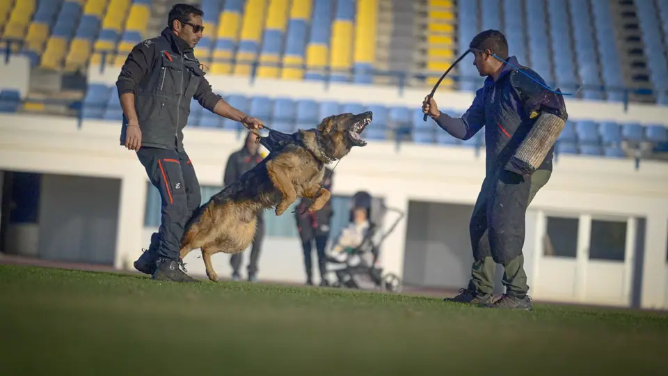 German Shepherd protection dog in a training session