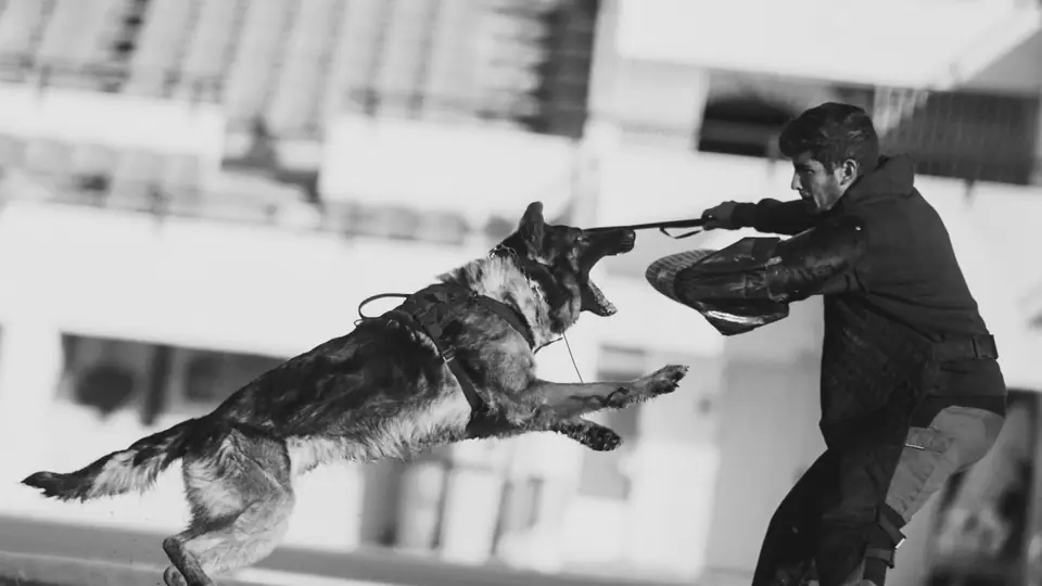 German Shepherd protection dog in bite work training