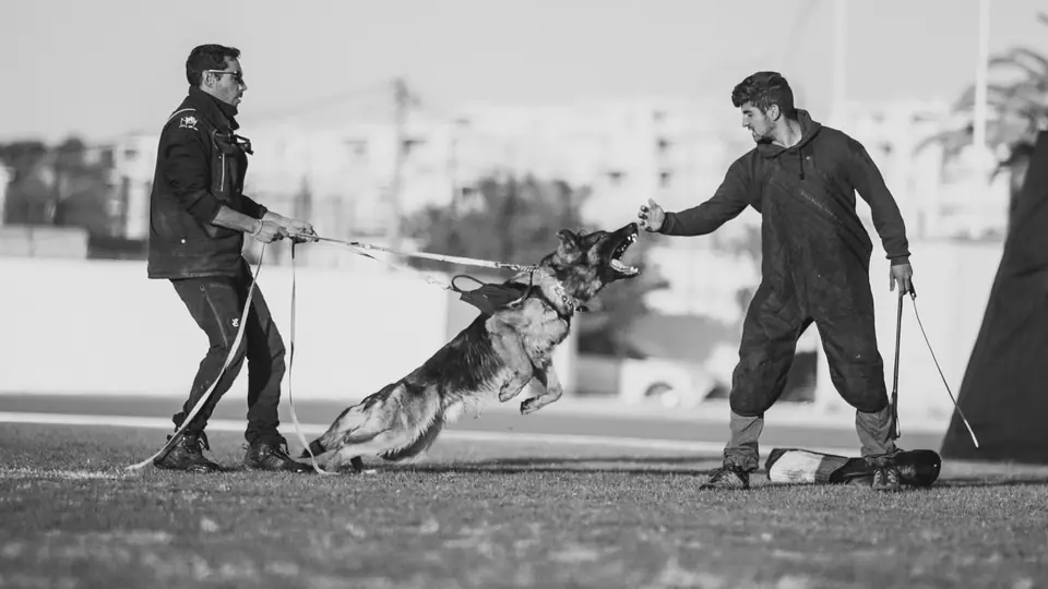 German Shepherd protection dog in real-life training