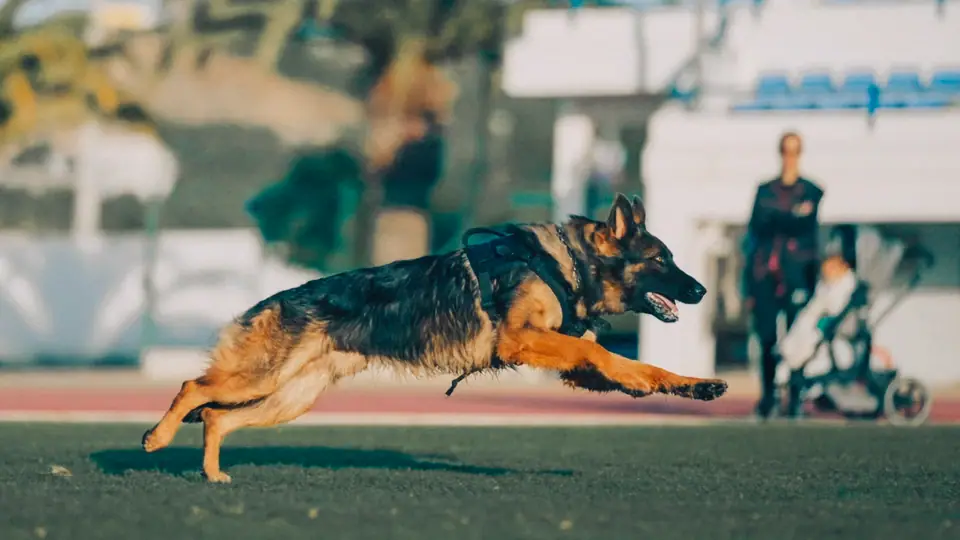 German Shepherd protection dog in real-life training