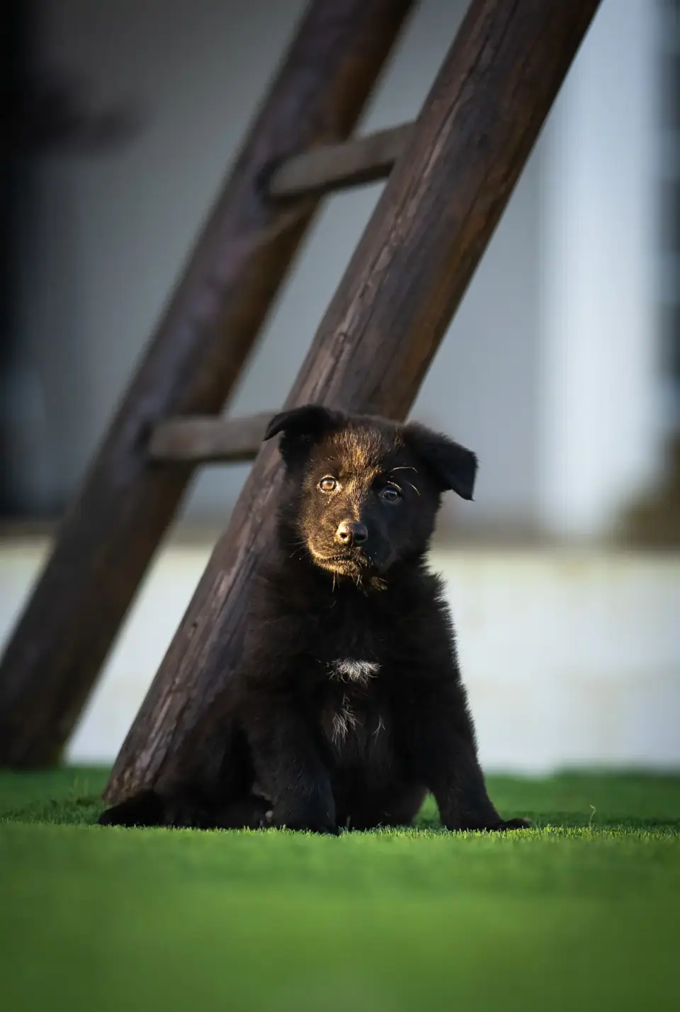 German Shepherd from the TYR program