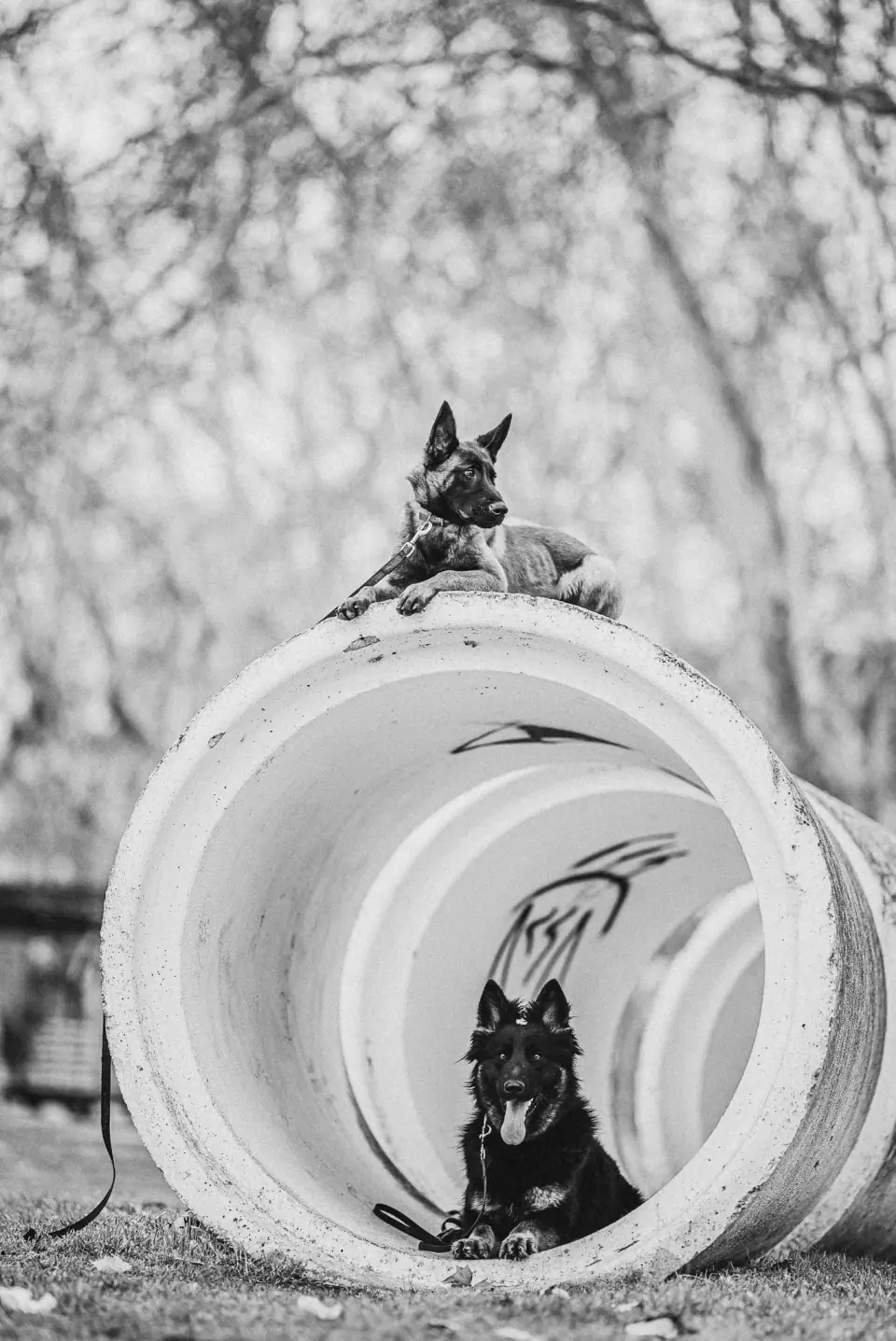 Malinios and German Shepherd for sale Entrepreneurs Secure