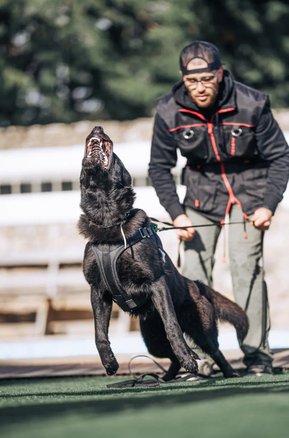 German Shepherd protection dog trained by TYR Protection Dogs