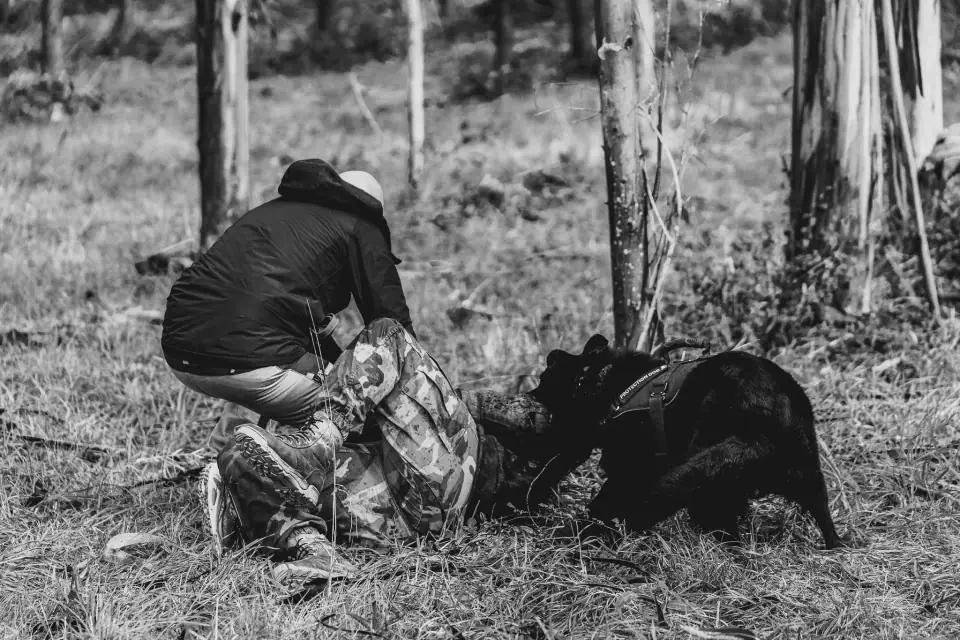 Rui Navarro training a German Shepherd protection dog